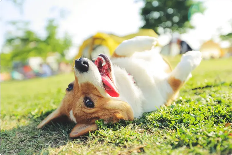 Dog rolling in dog park in Wilmington NC
