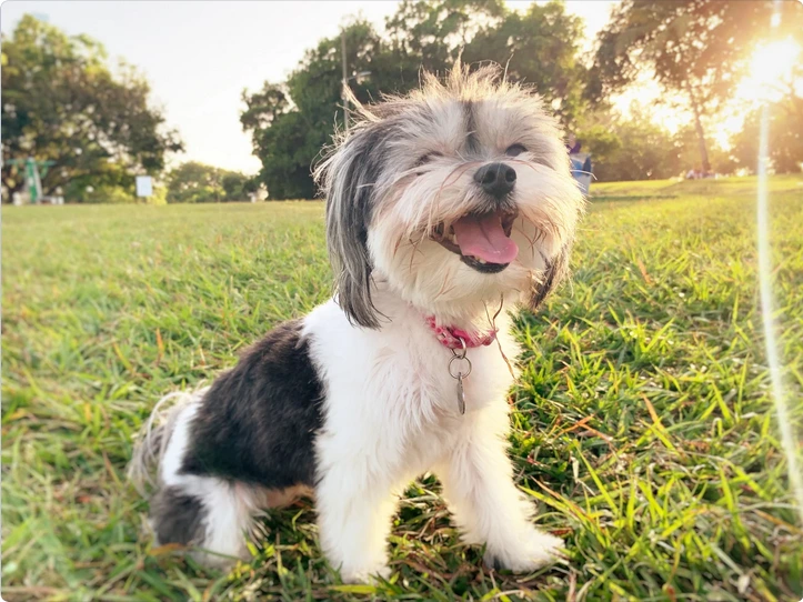 Dog on a trail in a park in Wilmington