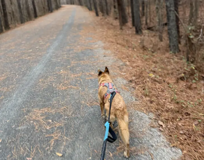 Dog on trail outside Columbia, SC
