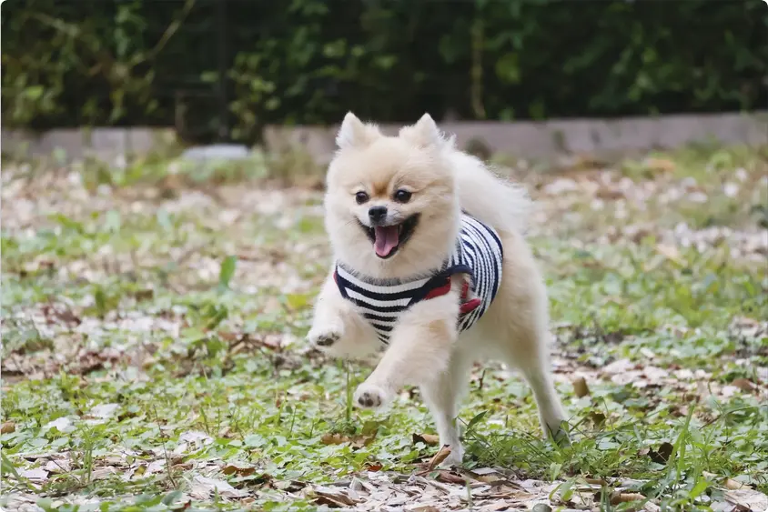 Dog at dog park