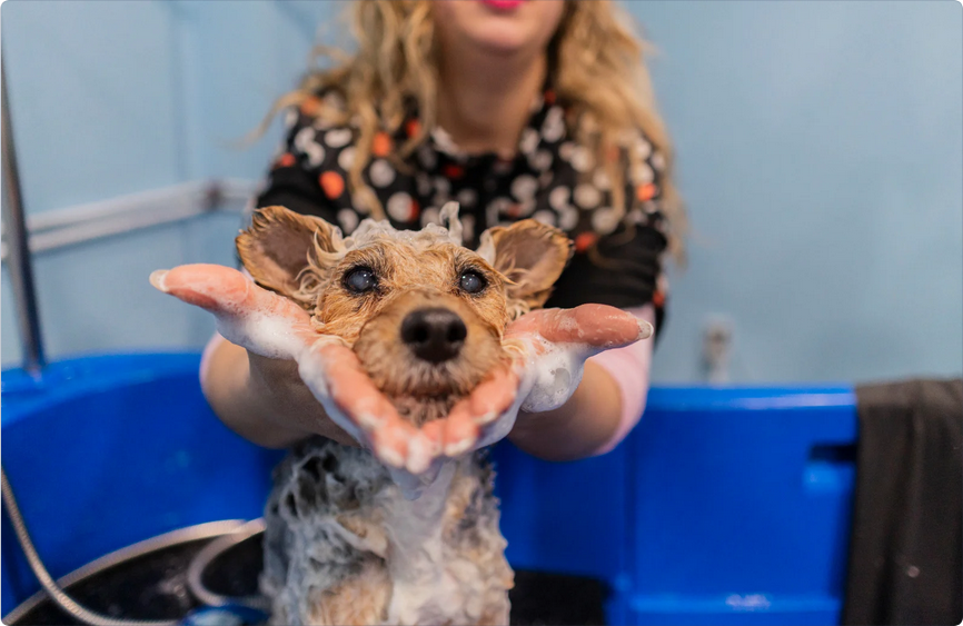 Dog getting washed in Cary