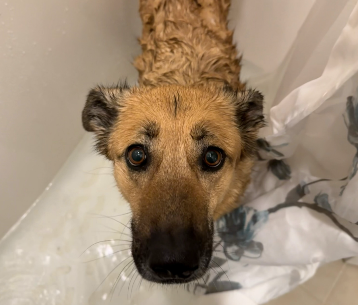 Dog getting self-service wash in Columbia, SC
